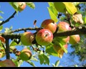 Specialist Apple Supplier On-line business